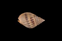 藏品(織紋螺)的圖片